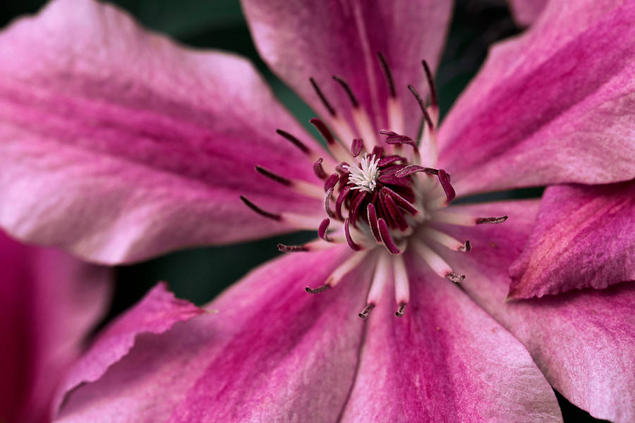 Dark Red Natural Flower Close-up Wallpaper