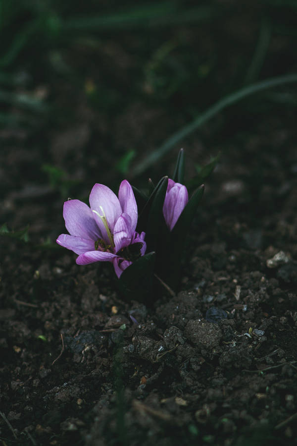 Dark Saffron Crocus Aesthetic Wallpaper