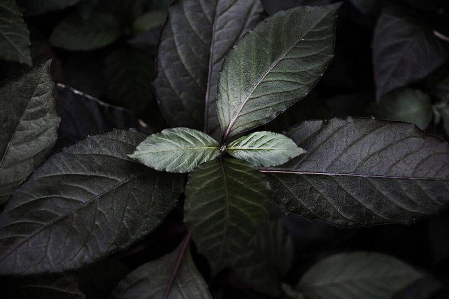 Dark Theme Tropical Leaves Wallpaper