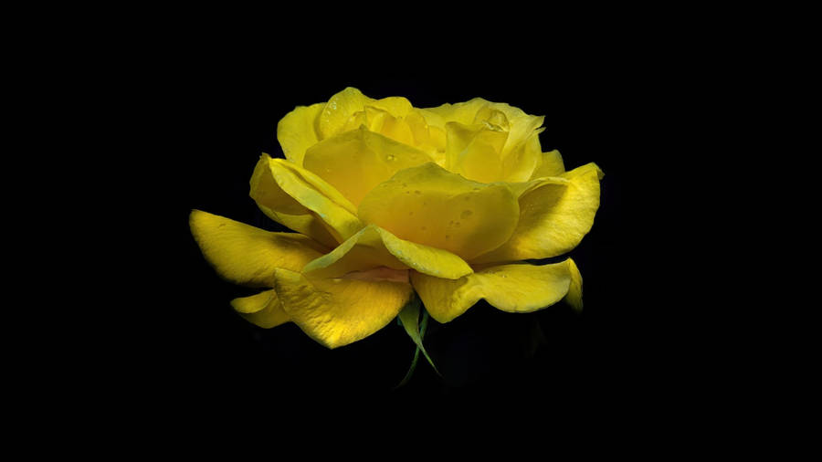 Dark Yellow Rose Pc Wallpaper