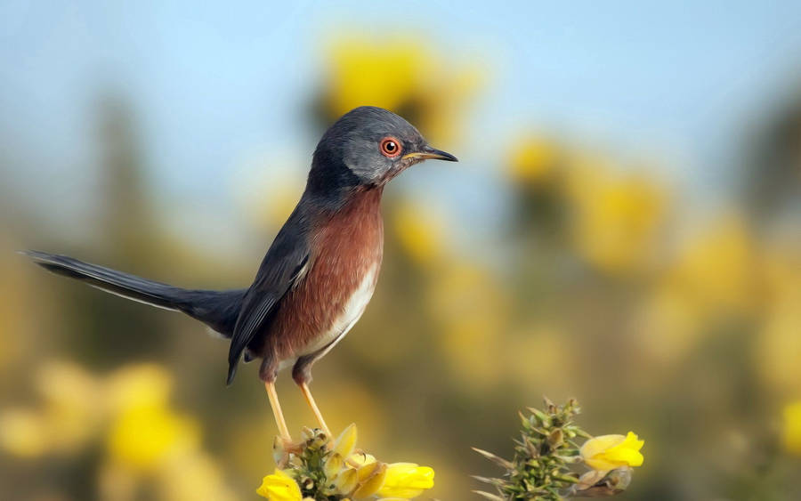 Dartford Warbler Birds In Nature Wallpaper