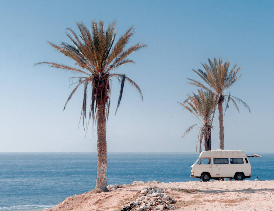 Date Palm Trees 1920x1080 Hd Beach Desktop Wallpaper