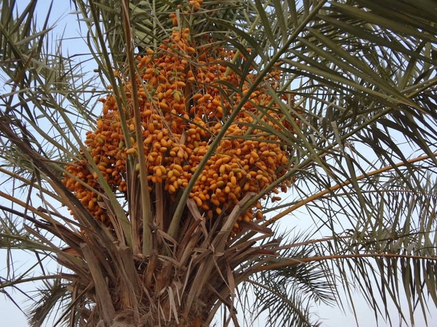 Dates Fruit Palm Tree Wallpaper