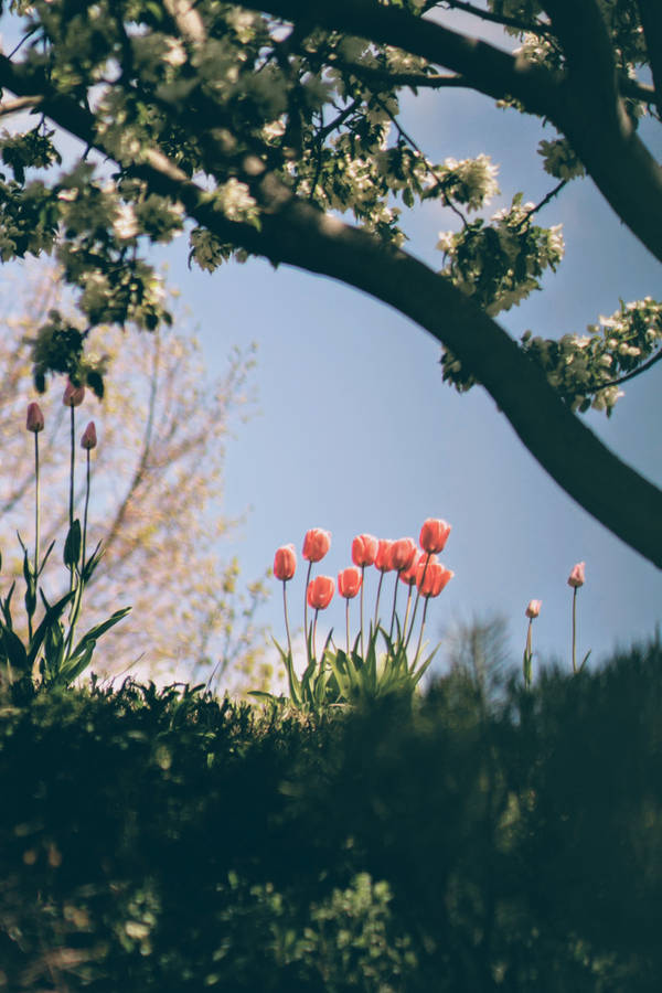 Daylight Pink Tulip Blossoms Wallpaper