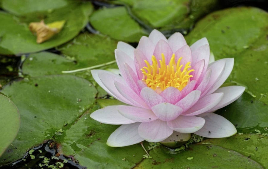 Dazzling Water Lily Blooming In Serene Pond Wallpaper