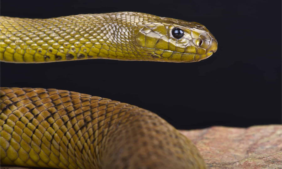 Deadliest Snake Taipan Wallpaper