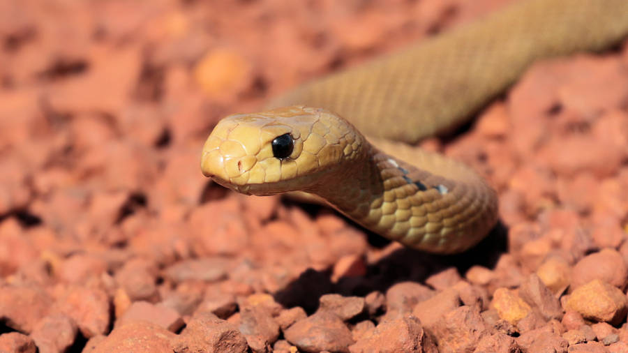 Death-dealing Taipan Snake Wallpaper