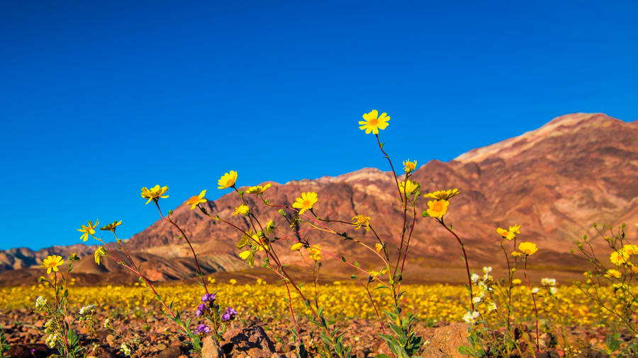 Death Valley Yellow Flowers Wallpaper