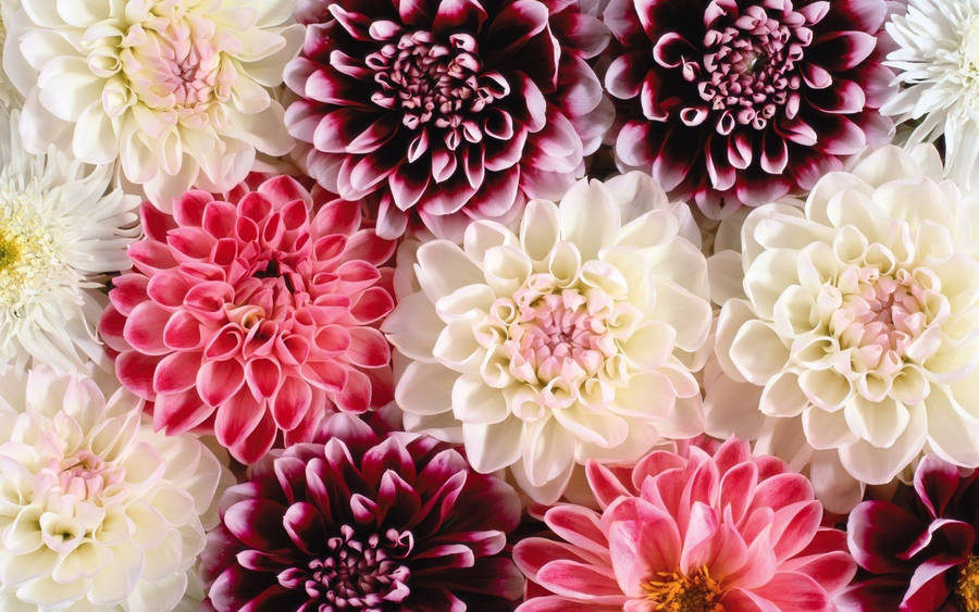 Decorative Dahlia Wallpaper