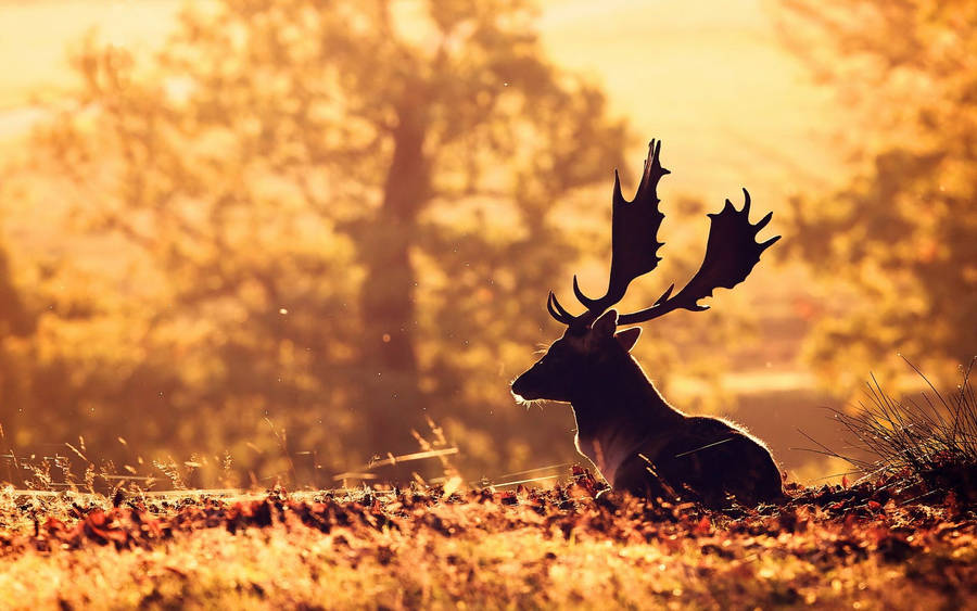 Deer With Antlers Silhouette Wallpaper