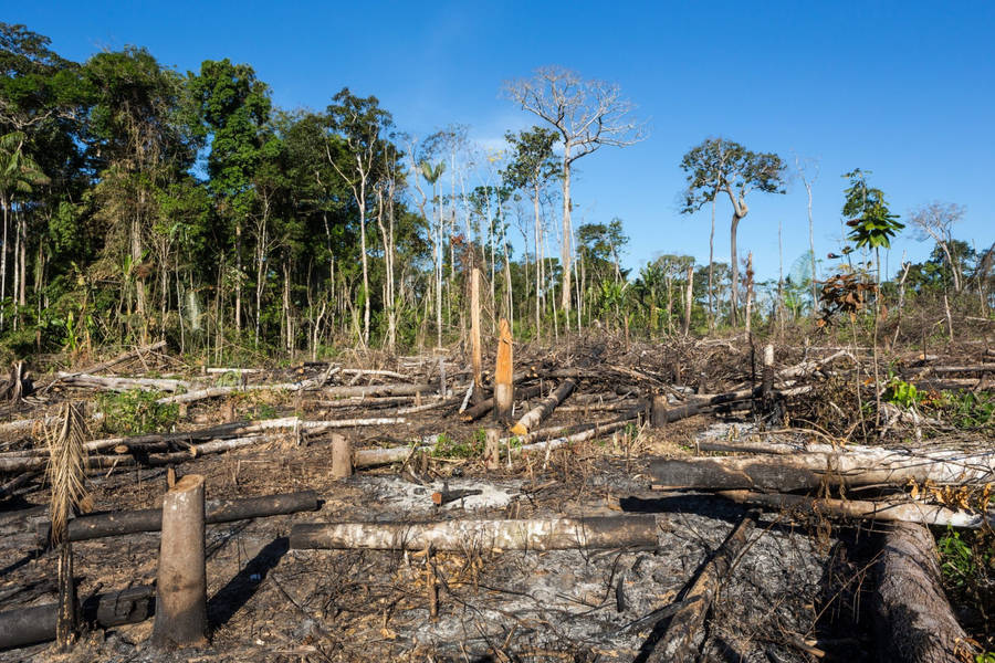 Deforestation In Gabon Wallpaper