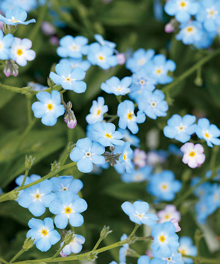 Delicate Beauty Of Forget Me Not Flowers In Bloom Wallpaper