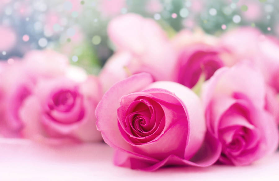 Delicate Bloom - Picture Of Cute Pink Roses Wallpaper