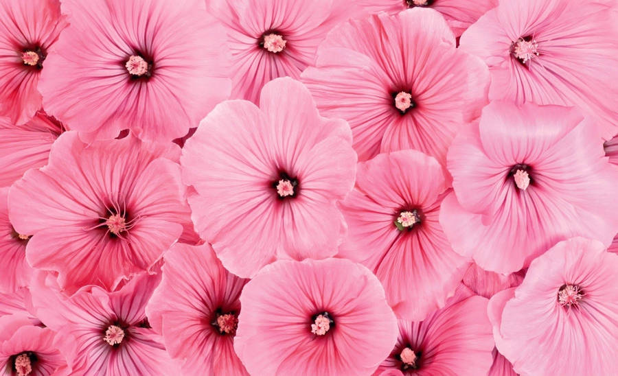 Delicate Pink Hibiscus In Full Bloom Wallpaper