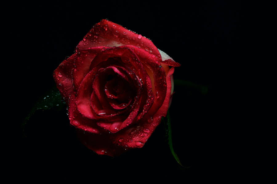 Delicate Red Petals On Black Screen Wallpaper