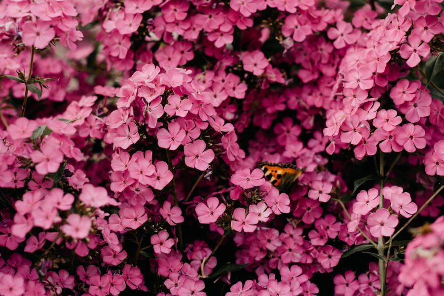 Delicate Tiny Pink Flowers Adorning A Vivid Pink Background Wallpaper