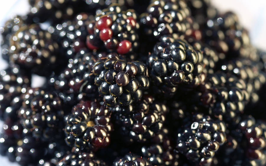 Delicious Boysenberry Hybrid Berry Wallpaper