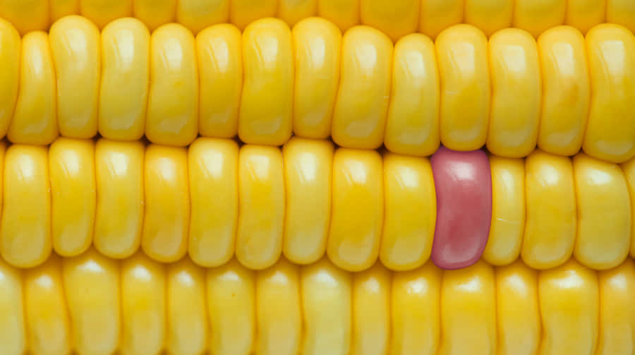 Deliciously Fresh Yellow Corns Wallpaper