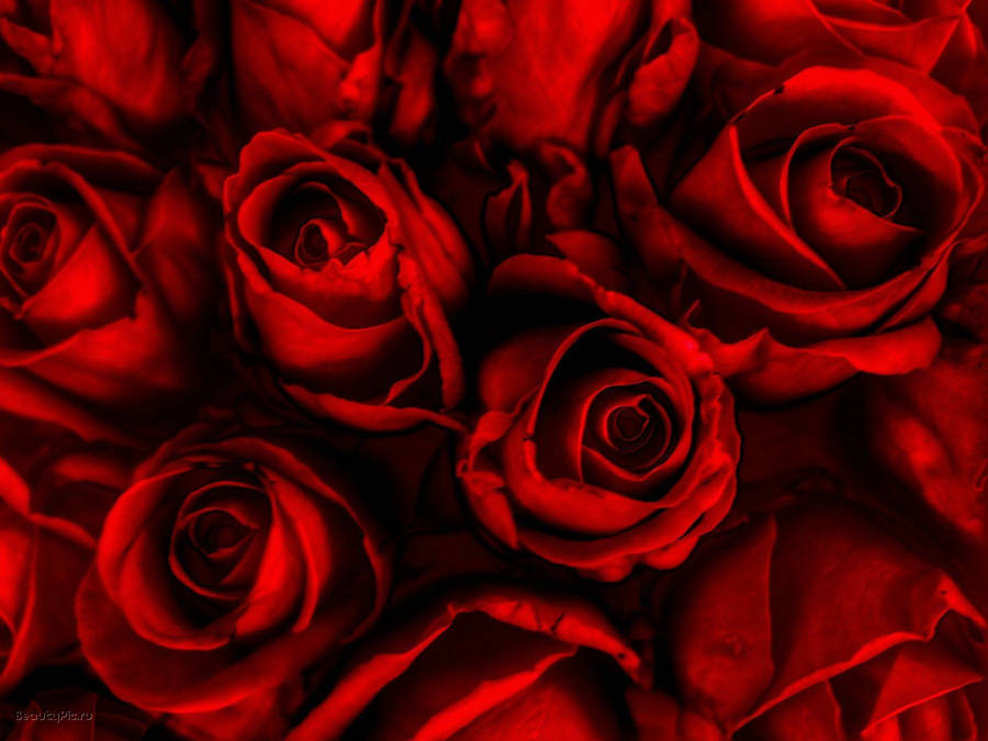 Desktop Of Red Roses Hd Rose Wallpaper Full Pics Smartphone Wallpaper
