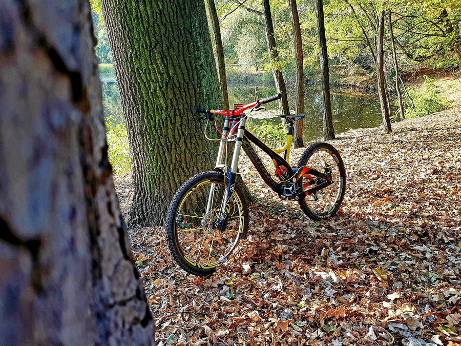 Devinci Mountain Bike At Forest Wallpaper