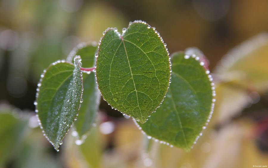 Dewdrops On Leaves Microsoft Wallpaper