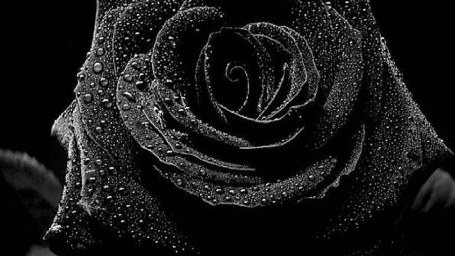 Dewy Black Aesthetic Rose Petals Wallpaper