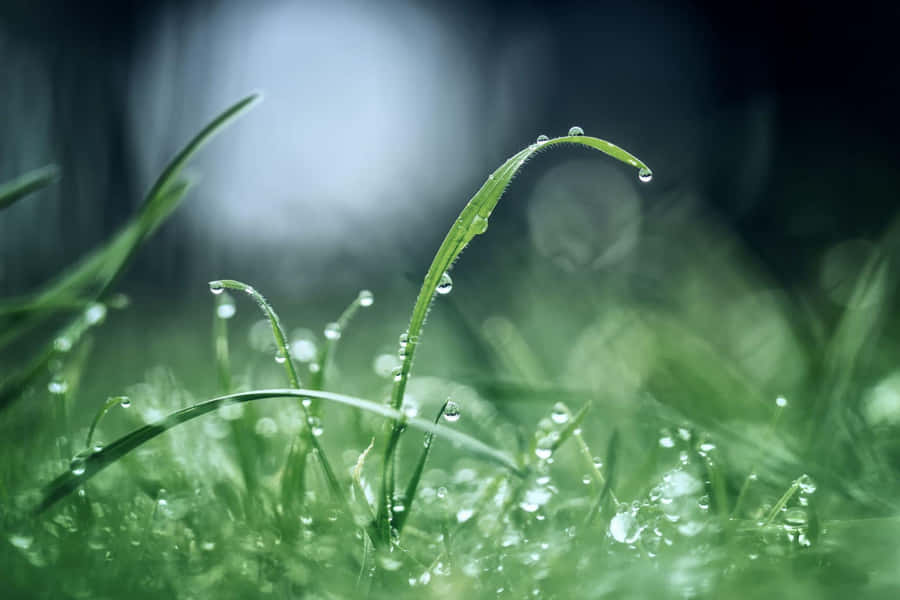 Dewy Grass Blades Macro Wallpaper