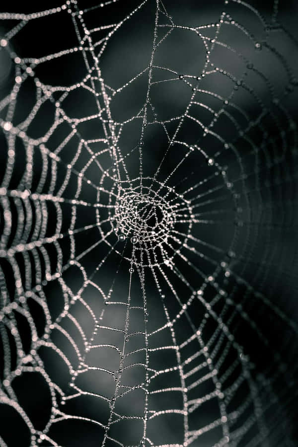 Dewy Spider Web Macro Photography Wallpaper