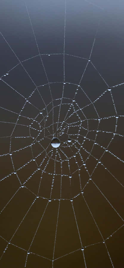 Dewy Spider Web Morning Wallpaper