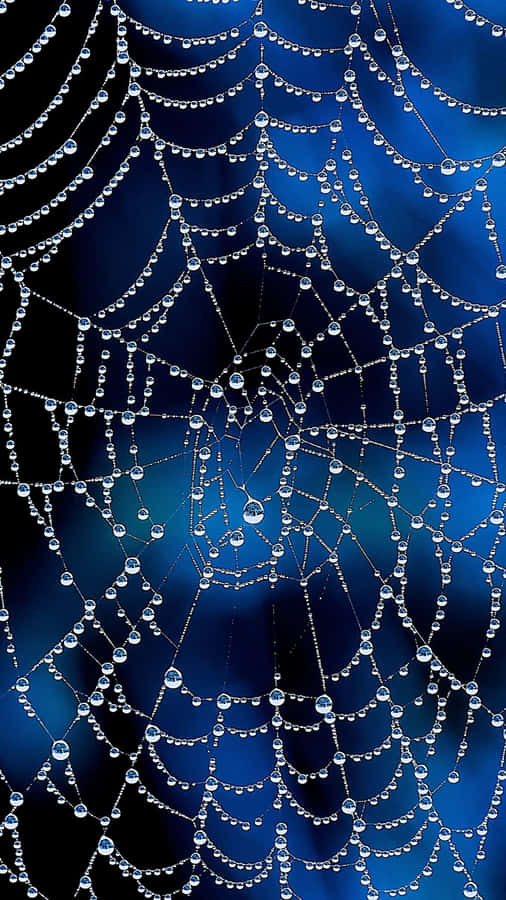 Dewy Spider Web Morning Wallpaper