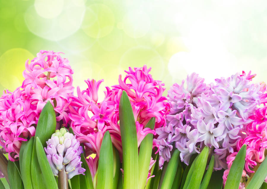 Different Hyacinth Flower Types Wallpaper