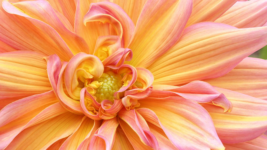 Dinnerplate Dahlia Tyrell Wallpaper