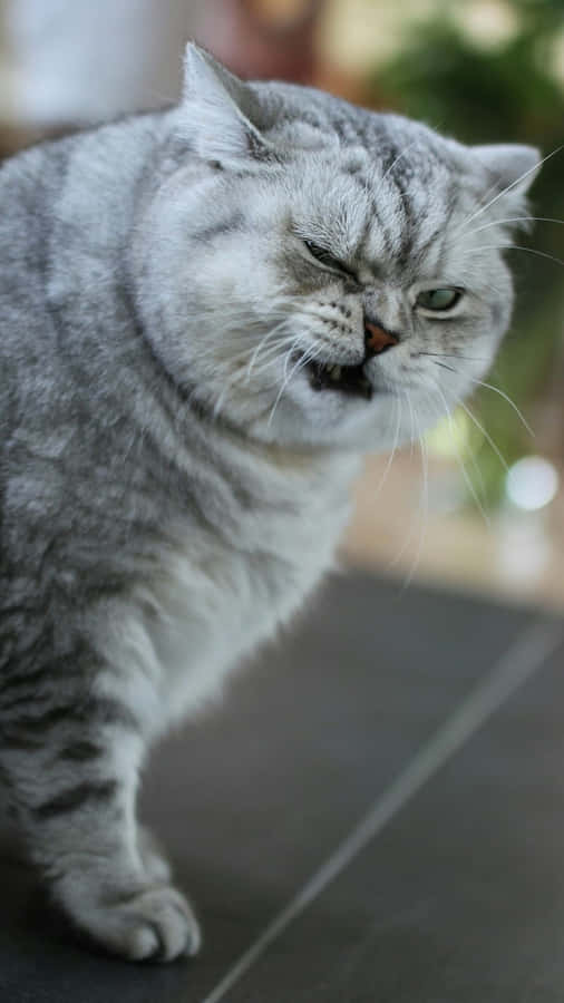 Disgusted_ Grey_ Cat_ Expression.jpg Wallpaper