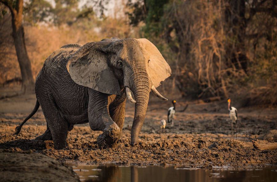 Diverse Wildlife Gathered Around A Mud Pool In The African Savannah Wallpaper