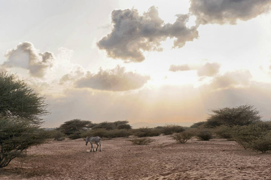 Djibouti Animals On Land Wallpaper