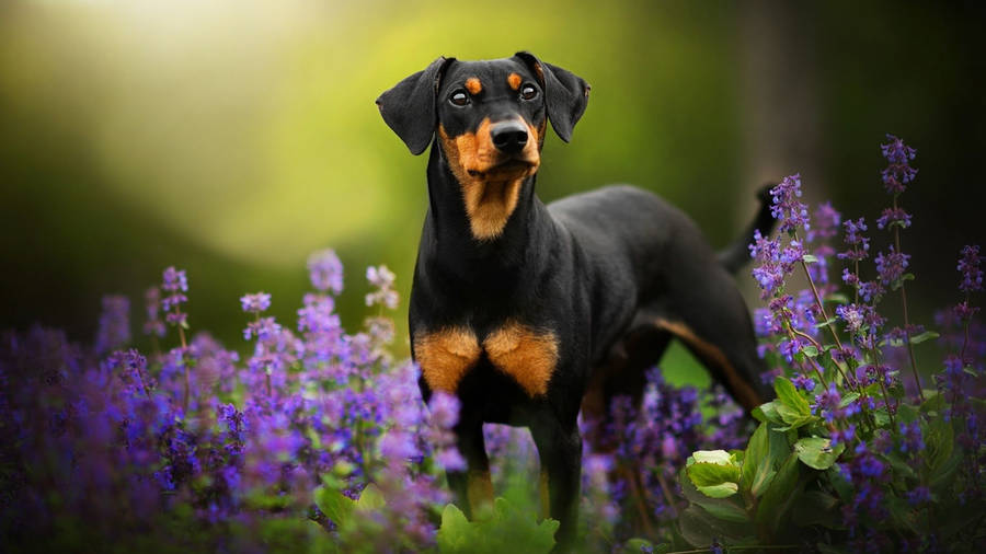 Doberman Pinscher On Lavender Field Wallpaper