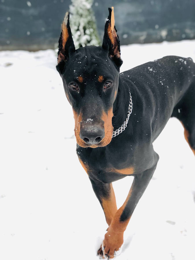 Doberman Pinscher Walking Through A Snowy Field Wallpaper