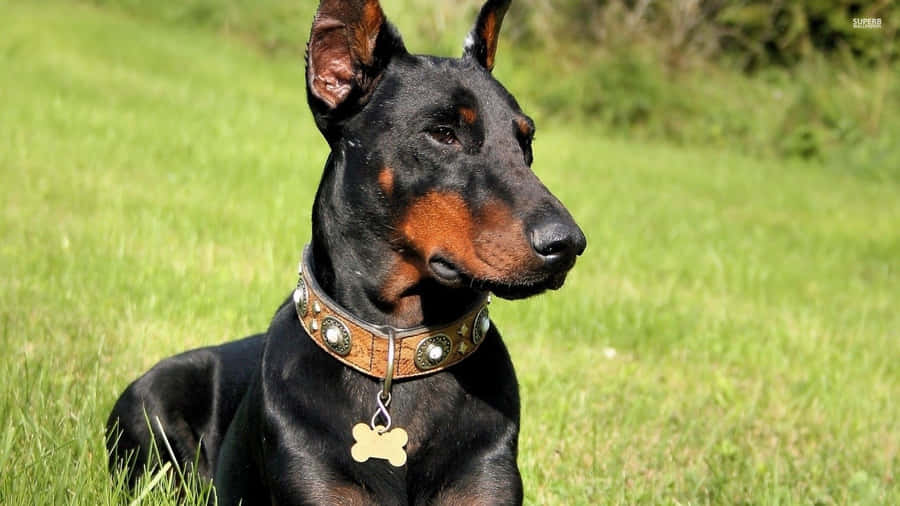 Doberman Rest Wallpaper