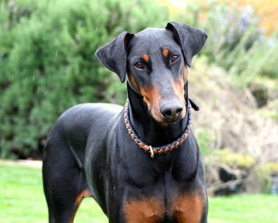 Doberman Serious Wallpaper