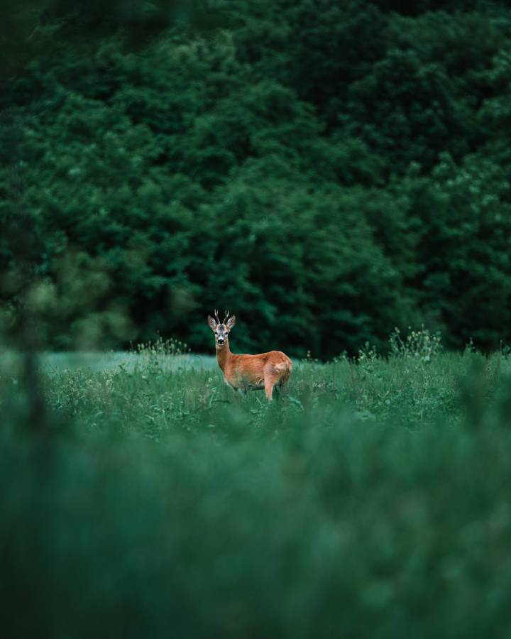Doe Deer In Grass Field Wallpaper