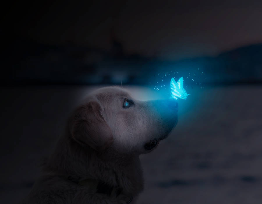 Dog And Night Butterfly Wallpaper