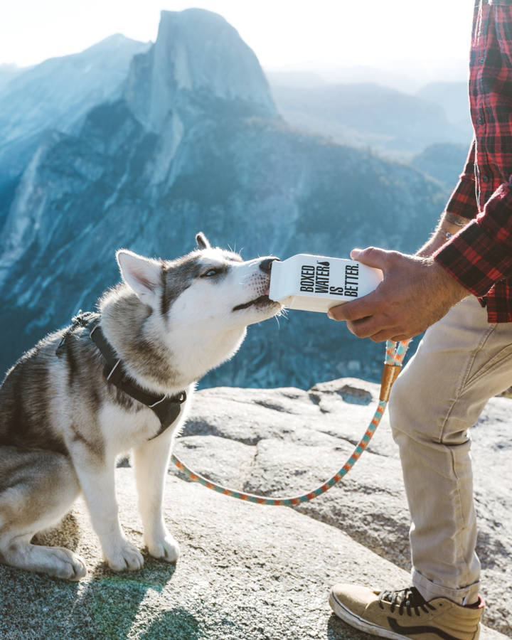 Dog Drinking Water From A Box Wallpaper