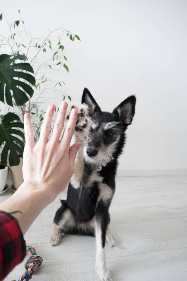Dog, Friend, Friendship, Hand Wallpaper