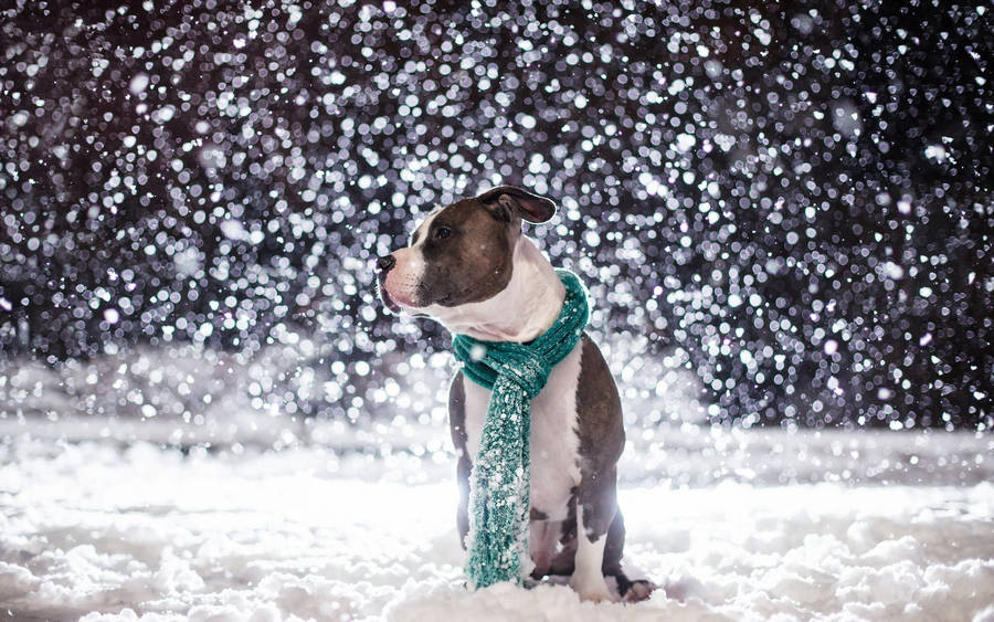 Dog, Friend, Snow, Scarf Wallpaper