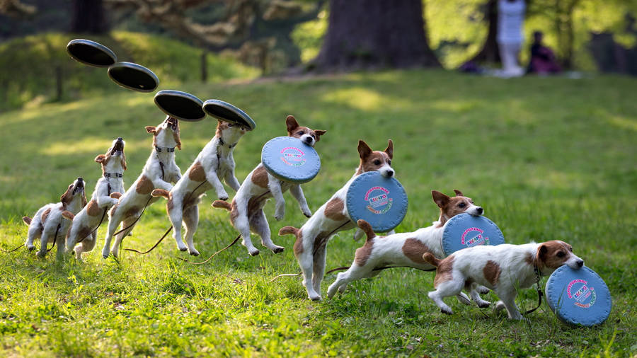Dog Frisbee Sequence Photography Wallpaper