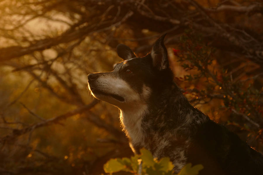 Dog In Forest Best Autumn Wallpaper