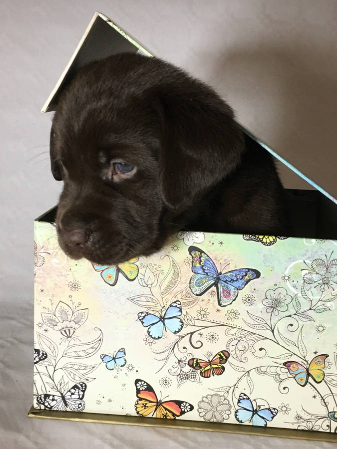 Dog On Cute Butterfly Box Wallpaper