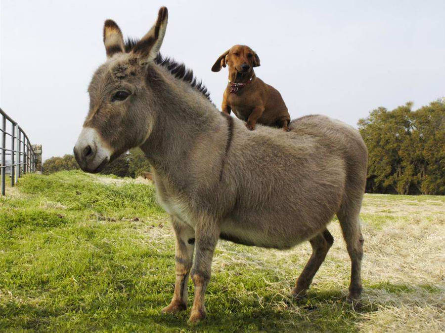 Dog On Donkey Wallpaper