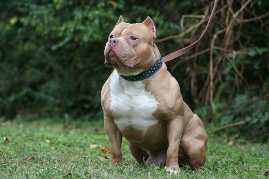 Dog Pitbull Sitting On The Ground Wallpaper