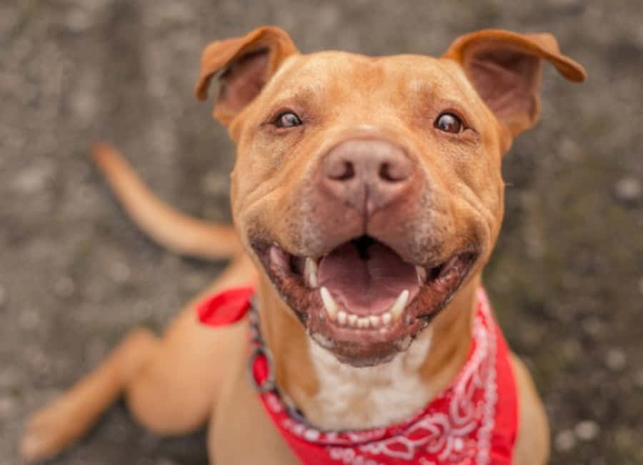 Dog Pitbull With Red Scarf Wallpaper